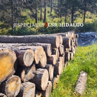 El gusano descortezador se come 30 hectáreas de oyamel en El Cedral