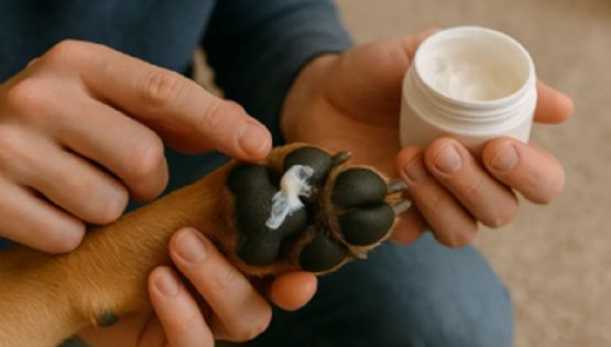 5 ingredientes naturales para proteger e hidratar las almohadillas de tu perro
