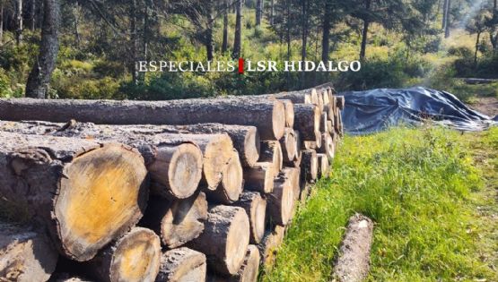El gusano descortezador se come 30 hectáreas de oyamel en El Cedral, Hidalgo