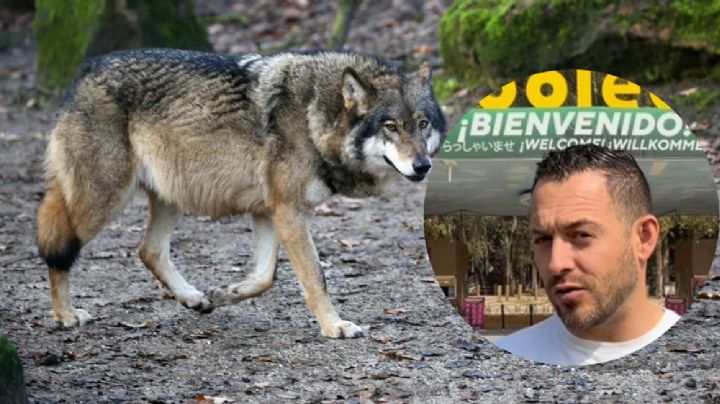 Seis lobos se escaparon del Zoológico de León; denuncian falta de protocolos y mala gestión