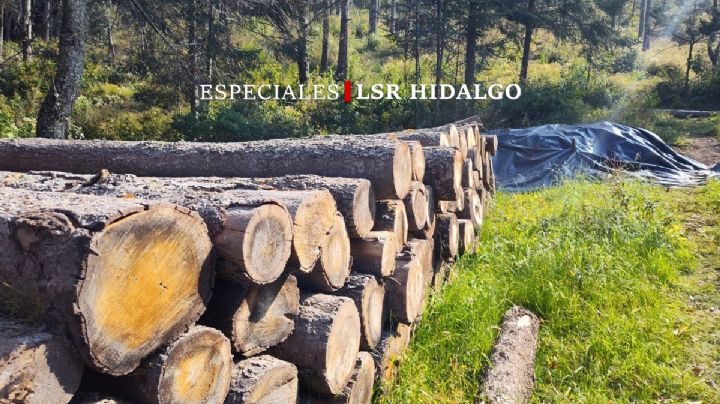 El gusano descortezador se come 30 hectáreas de oyamel en El Cedral, Hidalgo