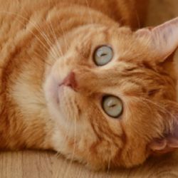 Gatos naranjas: las razas más populares que TODOS quieren tener en casa