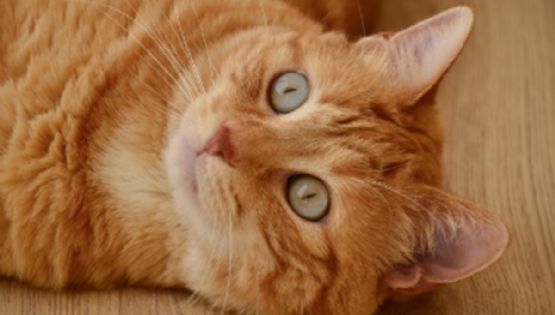 Gatos naranjas: las razas más populares que TODOS quieren tener en casa