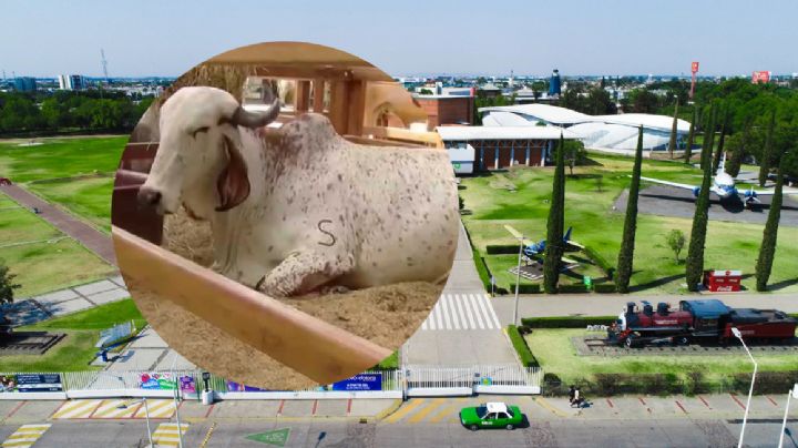 Feria de León 2026: mueven la expo ganadera a Explora, habrá menos animales