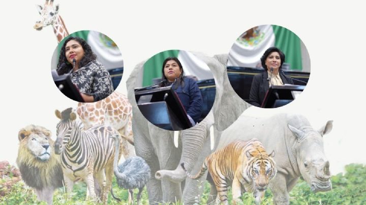 Congreso eleva a rango constitucional la protección a los animales