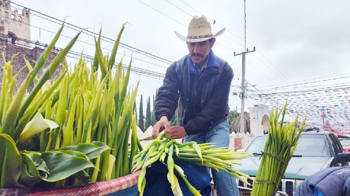 David cultiva la herencia de su abuela, alcatraces en la montaña de Los Frailes