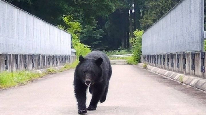 Japón despliega militares ante ataques de osos; van 12 personas fallecidas