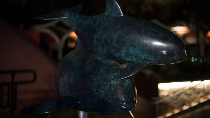 Refuerzan protección de la vaquita marina con ciencia, tecnología y participación comunitaria