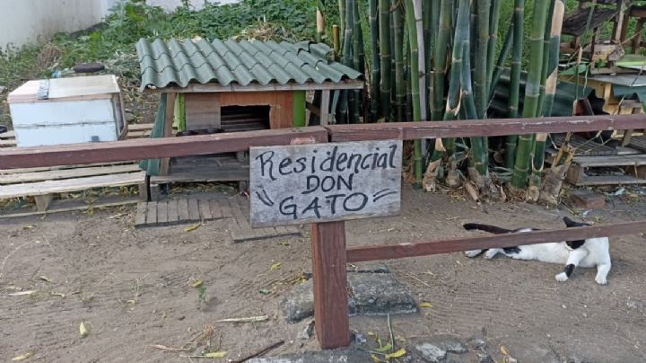 Residencial Don Gato: una respuesta ante el abandono animal en el puerto Veracruz
