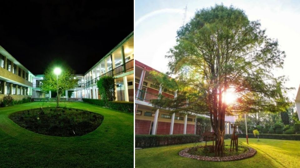 El antes y ahora del ahuehuete en el Tec de Celaya.