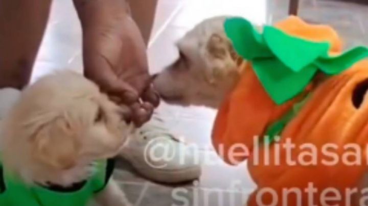 Dan de alta a perrita Cereza y a su cachorro tras explosión de pipa en la Concordia