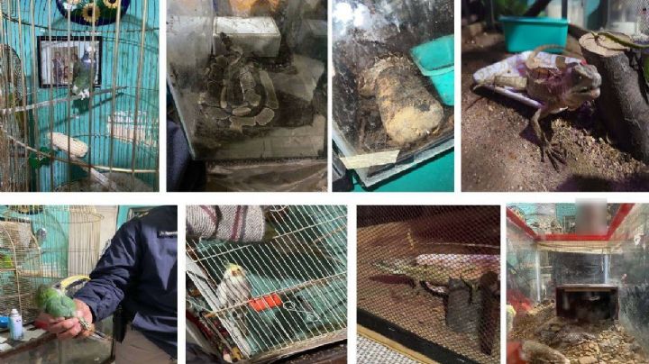 Rescatan varias especies protegidas en domicilio de la Gustavo A. Madero