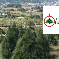 El bosque donde puedes cortar tu propio árbol de Navidad en Veracruz