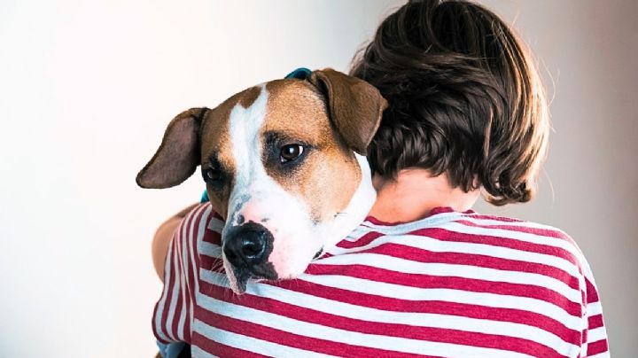 Cómo identificar la depresión en tu perro y cuidar su bienestar emocional