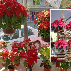 Expo Flor de Navidad en el puerto de Veracruz: fechas, talleres, precios y actividades