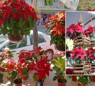 Foto descriptiva de: Expo “Flor de Navidad” llega al parque Zamora con suculentas, talleres y nochebuenas