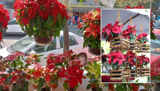 Expo Flor de Navidad en el puerto de Veracruz: fechas, talleres, precios y actividades