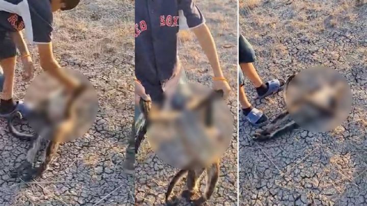 Ahora aparece un changuito muerto afuera del Zoológico de León; circula video