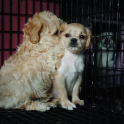 5 razones para pensar dos veces antes de regalar mascotas en Navidad