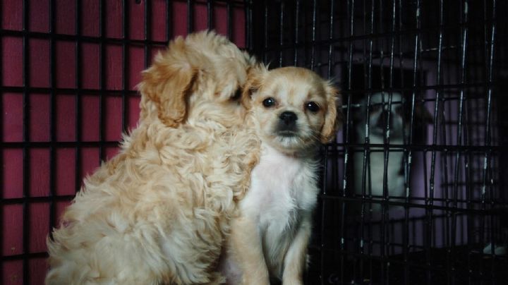 5 razones para pensar dos veces antes de regalar mascotas en Navidad