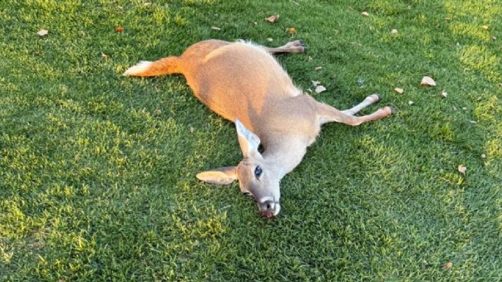 Atropellan a hembra de venado cola blanca en El Molino