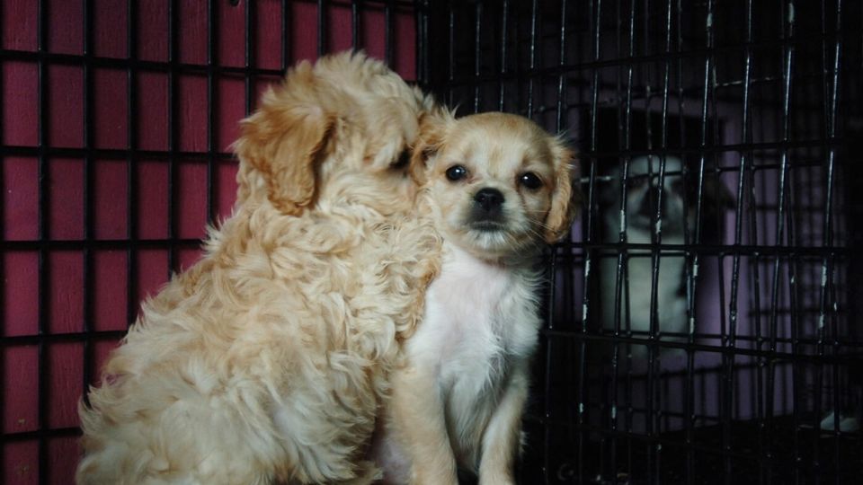 En la cantidad de perros y gatos abandonados