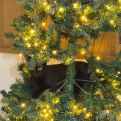Gatita “Grinch” arrasa con el árbol de Navidad y causa furor en redes sociales | VIDEO