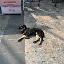 Perros peregrinos: qué son, cómo surgieron y por qué son tendencia cada 12 de diciembre