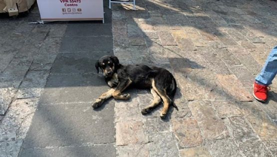 Perros peregrinos: qué son, cómo surgieron y por qué son tendencia cada 12 de diciembre