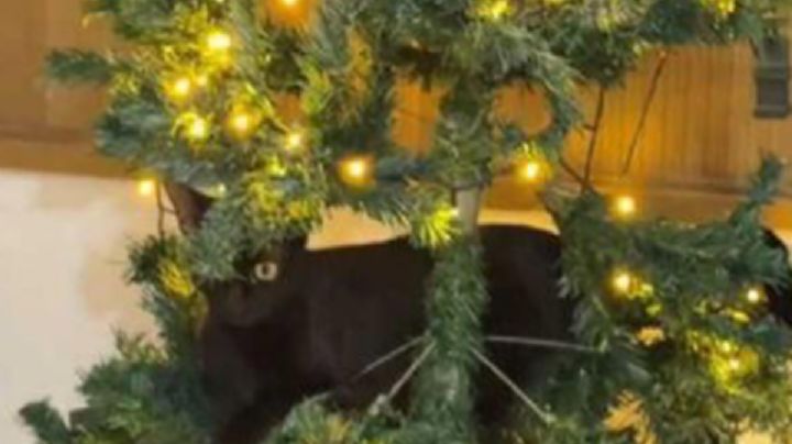 Gatita “Grinch” arrasa con el árbol de Navidad y causa furor en redes sociales | VIDEO