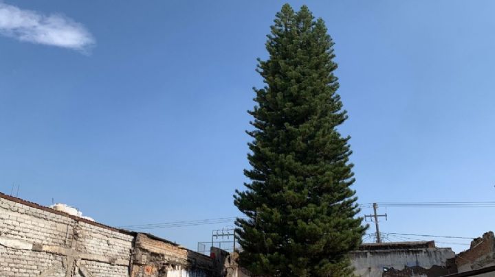 "Ese árbol lo plantamos mi papá y yo, como la canción de Alberto Cortez": Humberto