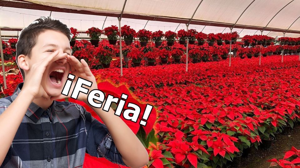 La feria estará dedicada a la nochebuena, que es muy tradicional de la Navidad