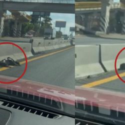 Cumple perro 8 días muerto en carretera y nadie lo levanta