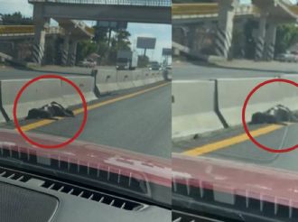 Cumple perro 8 días muerto en carretera y nadie lo levanta