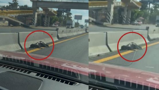 Cumple perro 8 días muerto en carretera y nadie lo levanta