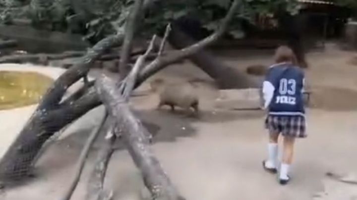 Se brincan al corral de los capibaras ¿Y la vigilancia en el Zoológico de León?