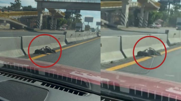 Cumple perro 8 días muerto en carretera y nadie lo levanta