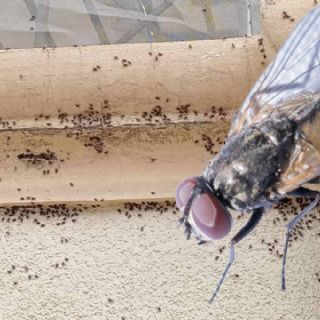 Plaga de moscas invade fraccionamiento en Tizayuca