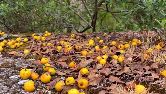 El tejocote de tu ponche viene de esta zona de Guanajuato