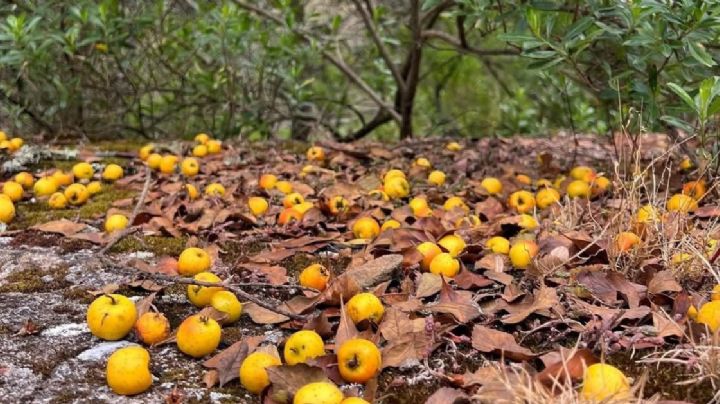 El tejocote de tu ponche viene de esta zona de Guanajuato