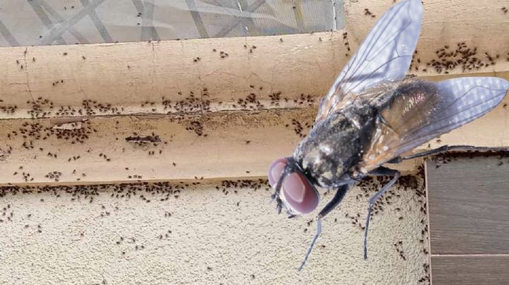 Plaga de moscas invade fraccionamiento en Tizayuca