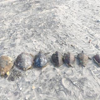 Denuncian muerte de más 500 tortugas marinas en playa de Matamoros