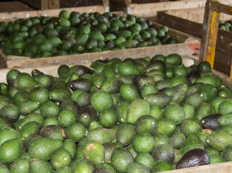 México lanza Certificado Laboral para la Agroexportación