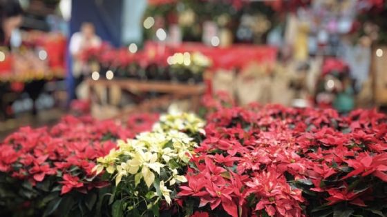 Musgo y heno, la decoración navideña con impacto medioambiental