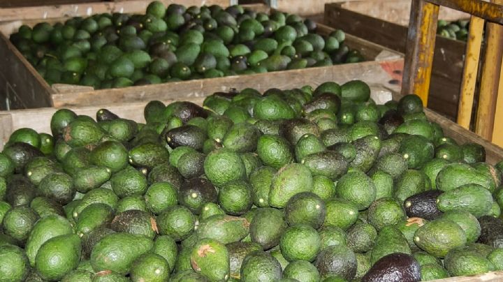 México lanza Certificado Laboral para la Agroexportación; iniciará con el aguacate