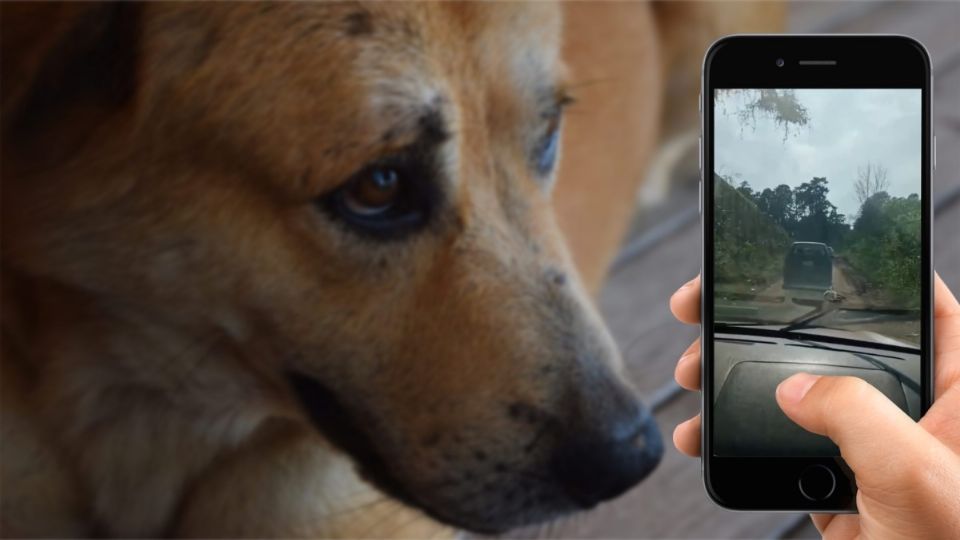 Hasta el momento, no hay reporte de que haya sido ingresada una denuncia por maltrato animal