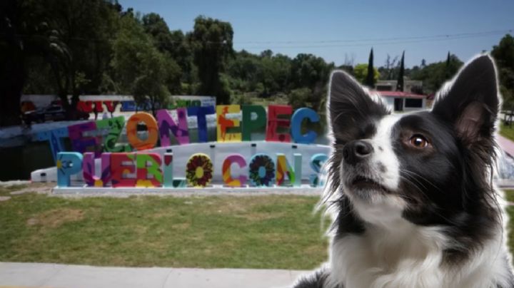 Hidalgo registra segundo caso consecutivo de maltrato animal: envenenamiento masivo de perros