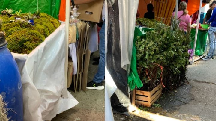 Depredan bosques para robar pingüica y musgo y adornar Nacimientos del Niño Dios