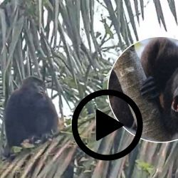 VIDEO: Monos aulladores sorprenden a pobladores en San Juan Evangelista