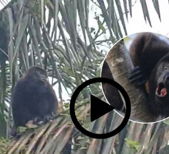 Foto descriptiva de: VIDEO: Avistan monos aulladores en San Juan Evangelista